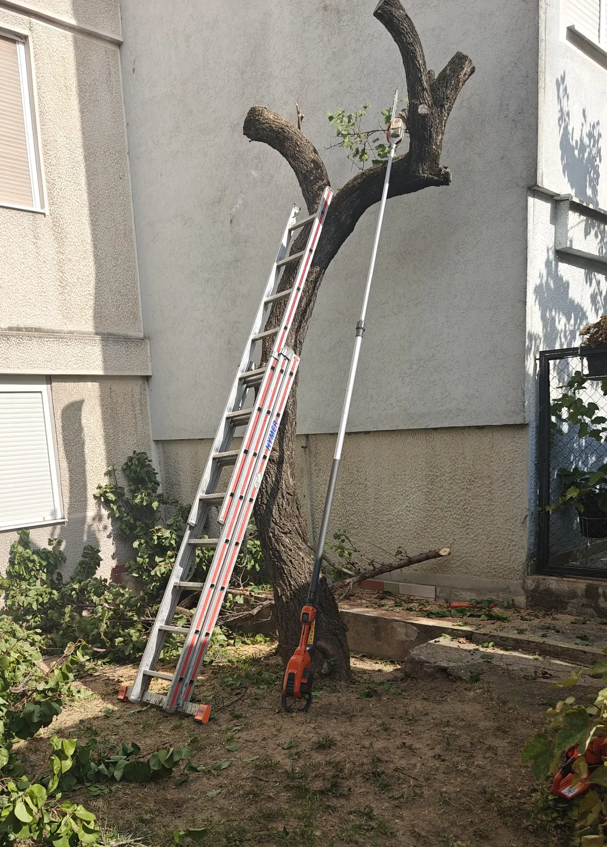Drvo uz fasadu pre završetka sečenja na Čukarici