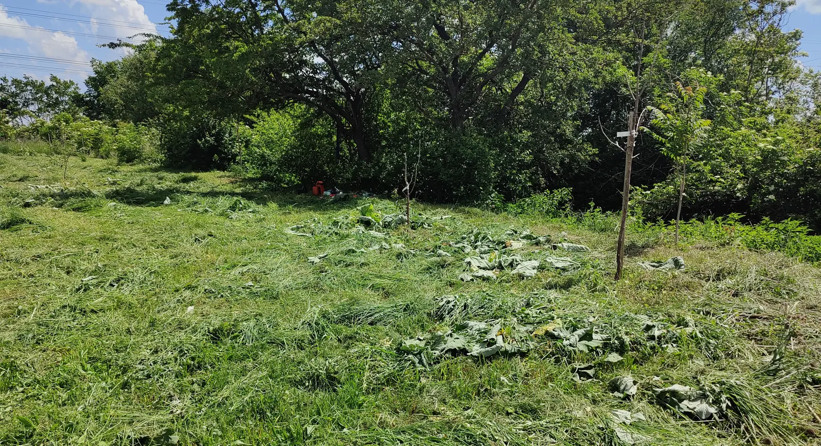 Veliki plac nakon košenja visoke trave