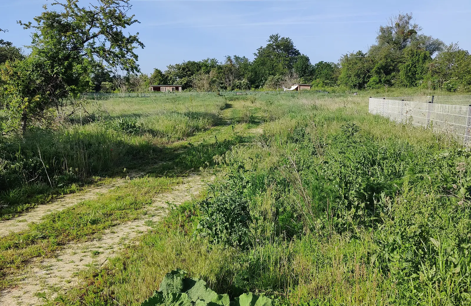Veliki plac sa visokom travom pre košenja
