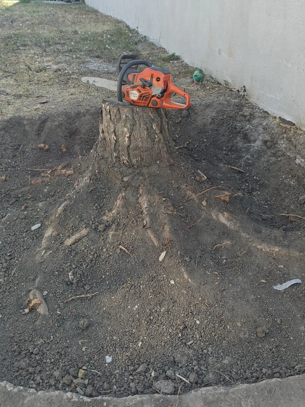 Veliki panj u Pančevu pre freziranja
