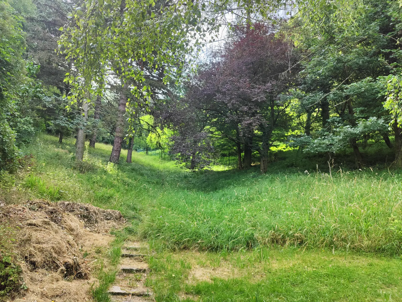 Dvorište sa visokom travom pre košenja