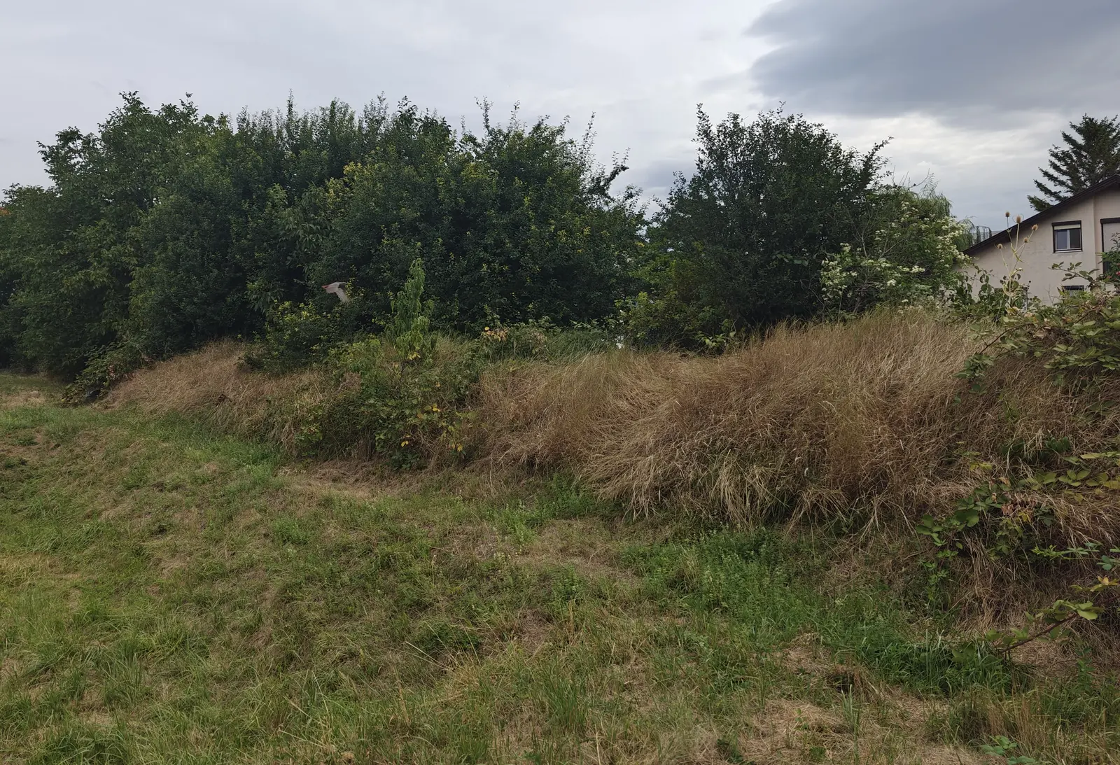Zapušten plac sa visokom i suvom travom pre košenja