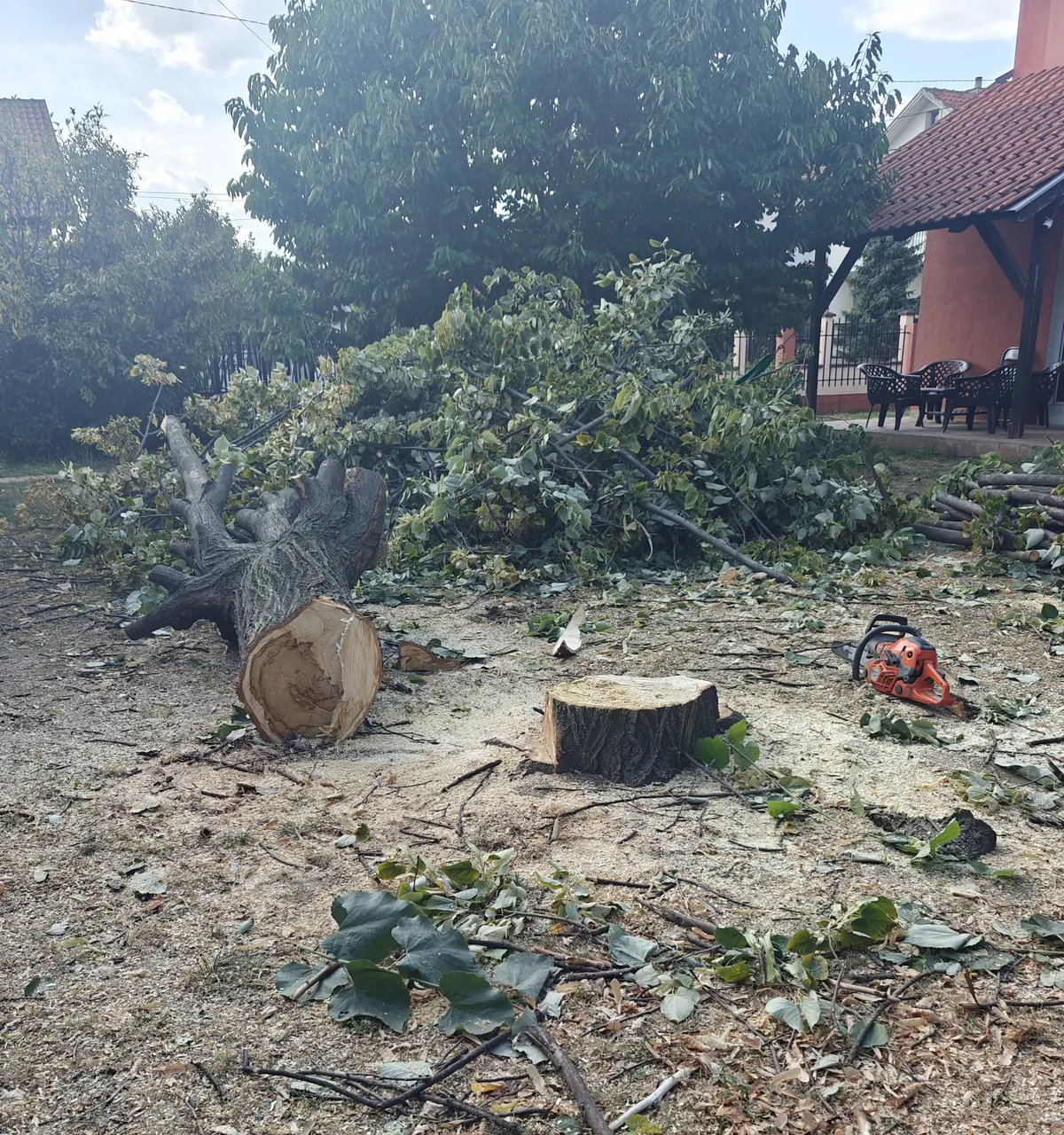 Panj nakon sečenja drveta Zemun